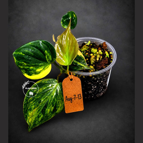 Variegated Philodendron Mican Aurea - Rare Collector Plant - EXACT Plant - US SELLER