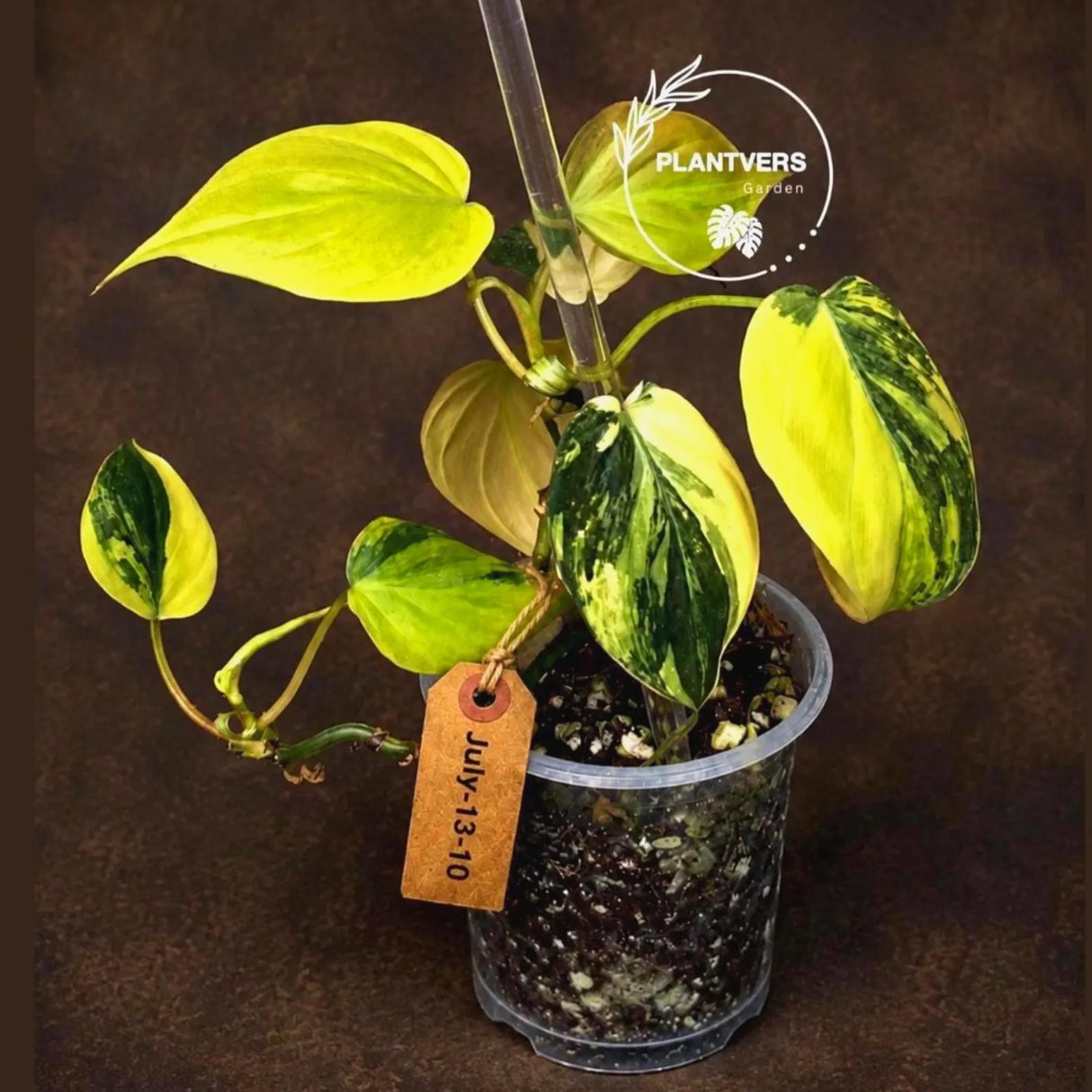 Variegated Philodendron Mican Aurea - Rare Collector Plant - EXACT Plant - US SELLER