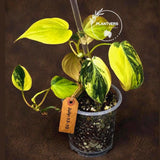 Variegated Philodendron Mican Aurea - Rare Collector Plant - EXACT Plant - US SELLER