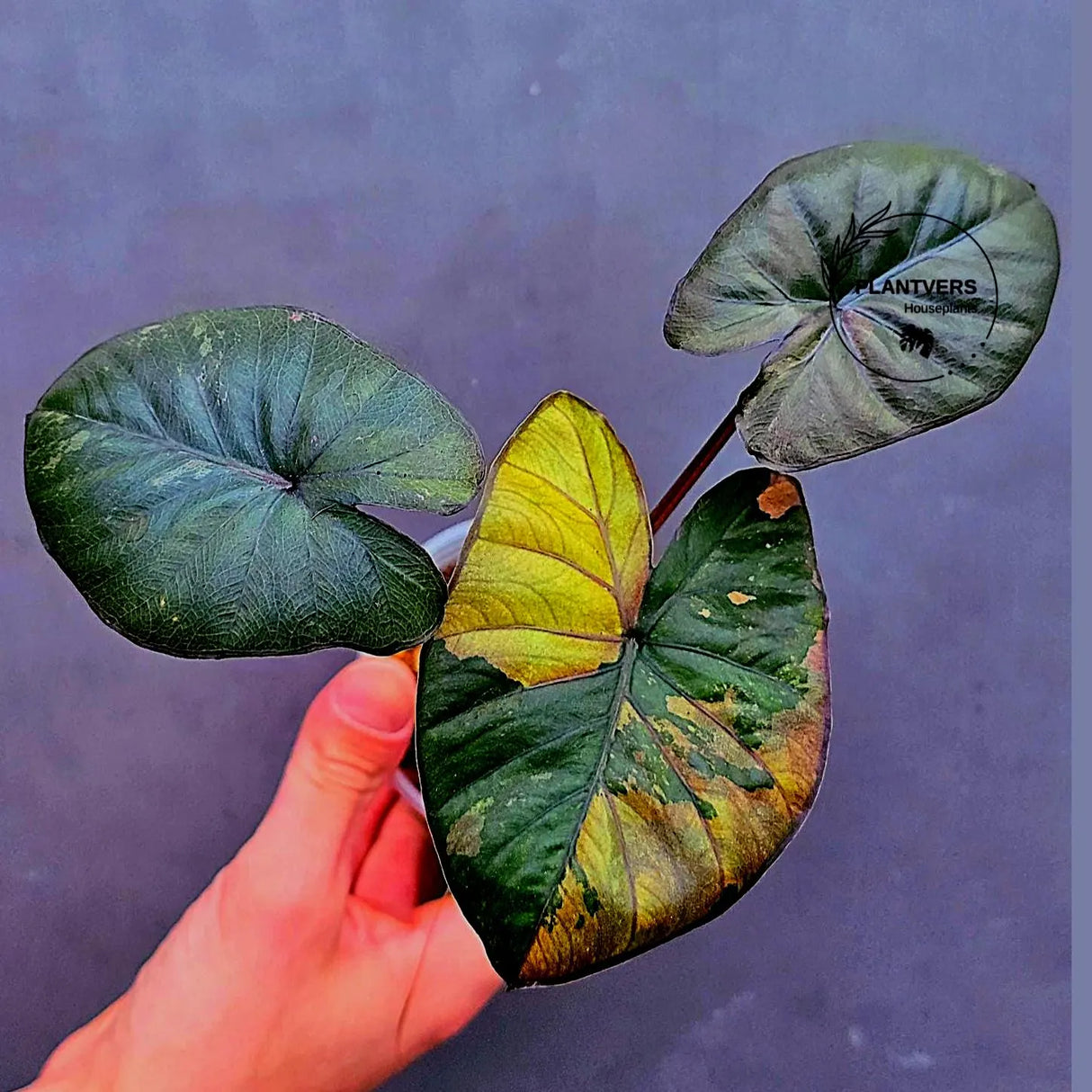 Alocasia Serendipity Pink Variegated - Super Rare Pink Variegated Alocasia (June-17-14)