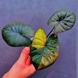 Alocasia Serendipity Pink Variegated - Super Rare Pink Variegated Alocasia (June-17-14)