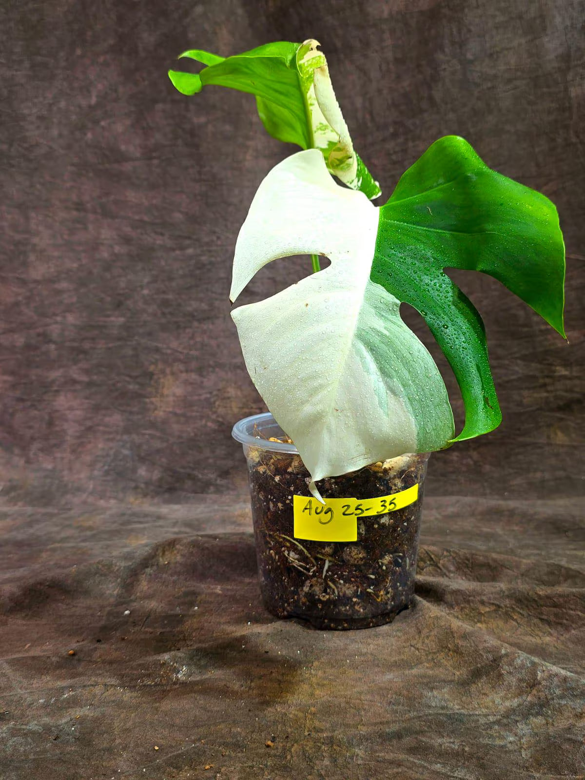 Variegated Monstera Albo - White Albo Borsigiana (Aug-25-35)