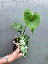 Rare Monstera Bulbasaur Variegated Plant - Exact Plant (June-17-33)