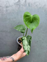 Rare Monstera Bulbasaur Variegated Plant - Exact Plant (June-17-33)