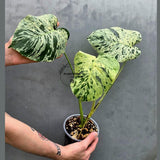 Rare Monstera Bulbasaur Variegated Plant - Exact Plant (June-17-22)