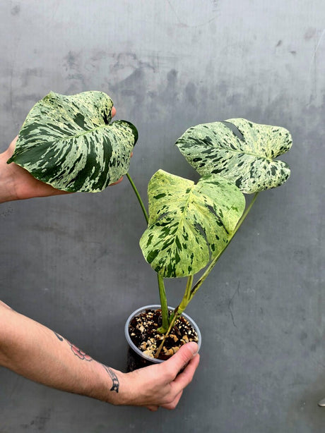 Rare Monstera Bulbasaur Variegated Plant - Exact Plant (June-17-22)