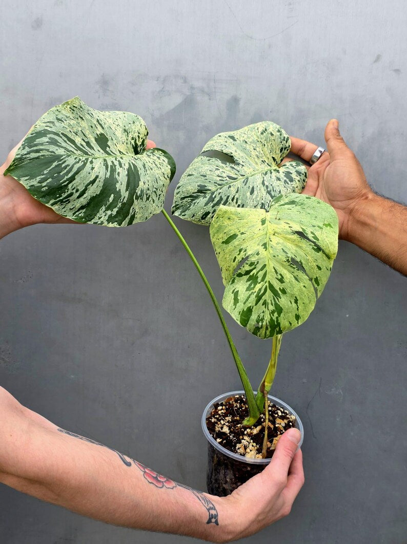Rare Monstera Bulbasaur Variegated Plant - Exact Plant (June-17-22)
