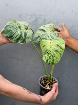Rare Monstera Bulbasaur Variegated Plant - Exact Plant (June-17-22)