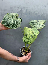 Rare Monstera Bulbasaur Variegated Plant - Exact Plant (June-17-22)