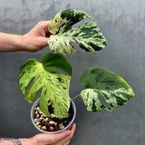 Rare Monstera Bulbasaur Variegated Plant - Exact Plant (June-17-21)