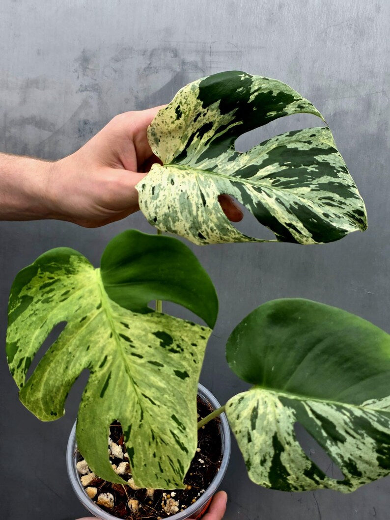 Rare Monstera Bulbasaur Variegated Plant - Exact Plant (June-17-21)