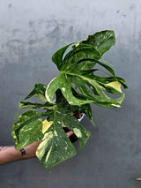 Monstera Deliciosa Medusa Variegated - Rare Exact Plant (17-19)