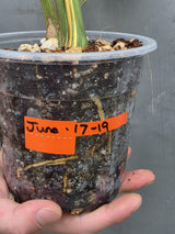Monstera Deliciosa Medusa Variegated - Rare Exact Plant (17-19)