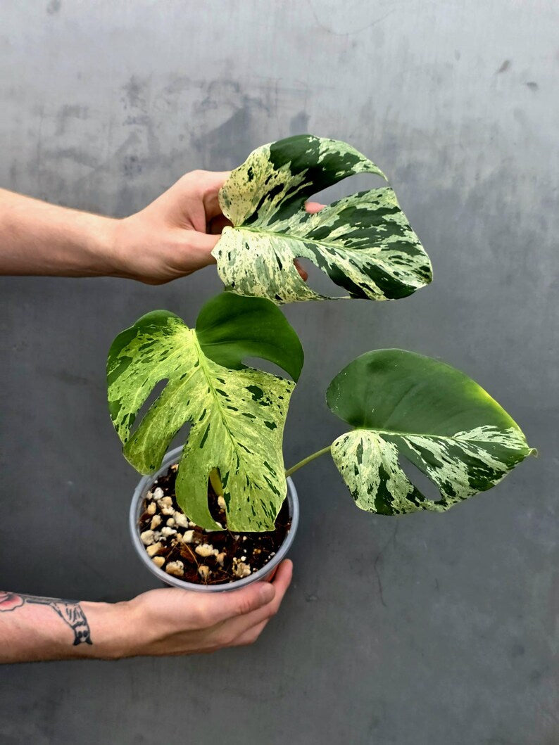 Rare Monstera Bulbasaur Variegated Plant - Exact Plant (June-17-21)