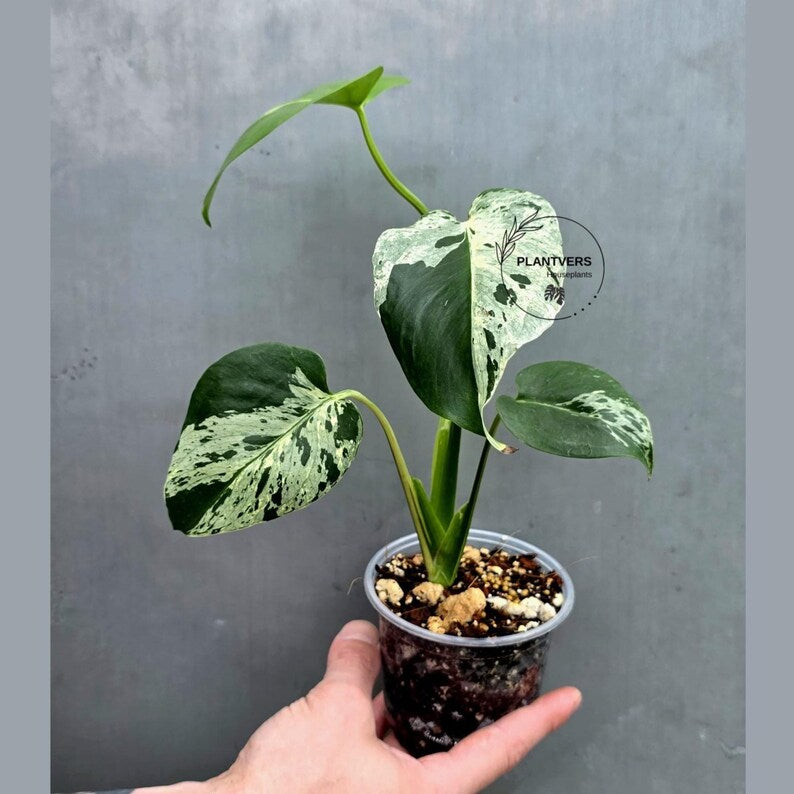 Rare Monstera Bulbasaur Variegated Plant - Exact Plant (June-17-30)