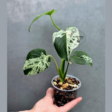 Rare Monstera Bulbasaur Variegated Plant - Exact Plant (June-17-30)
