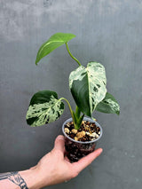 Rare Monstera Bulbasaur Variegated Plant - Exact Plant (June-17-30)