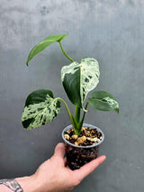 Rare Monstera Bulbasaur Variegated Plant - Exact Plant (June-17-30)