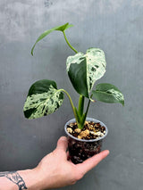 Rare Monstera Bulbasaur Variegated Plant - Exact Plant (June-17-30)