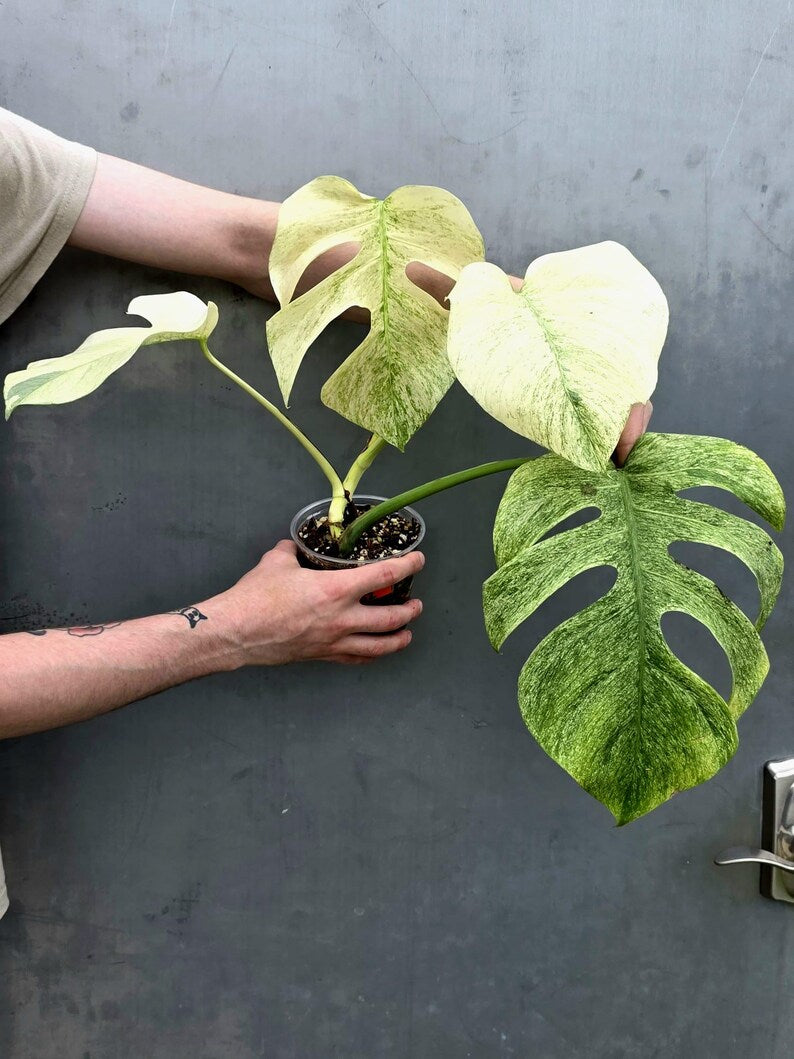 Variegated Monstera Mint Jungle Mint - Exact Plant (June-17-32)