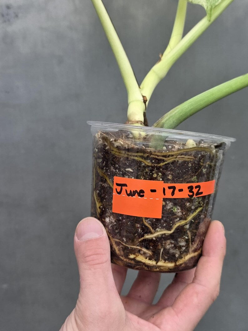Variegated Monstera Mint Jungle Mint - Exact Plant (June-17-32)