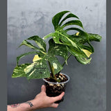Monstera Deliciosa Medusa Variegated - Rare Exact Plant (17-19)
