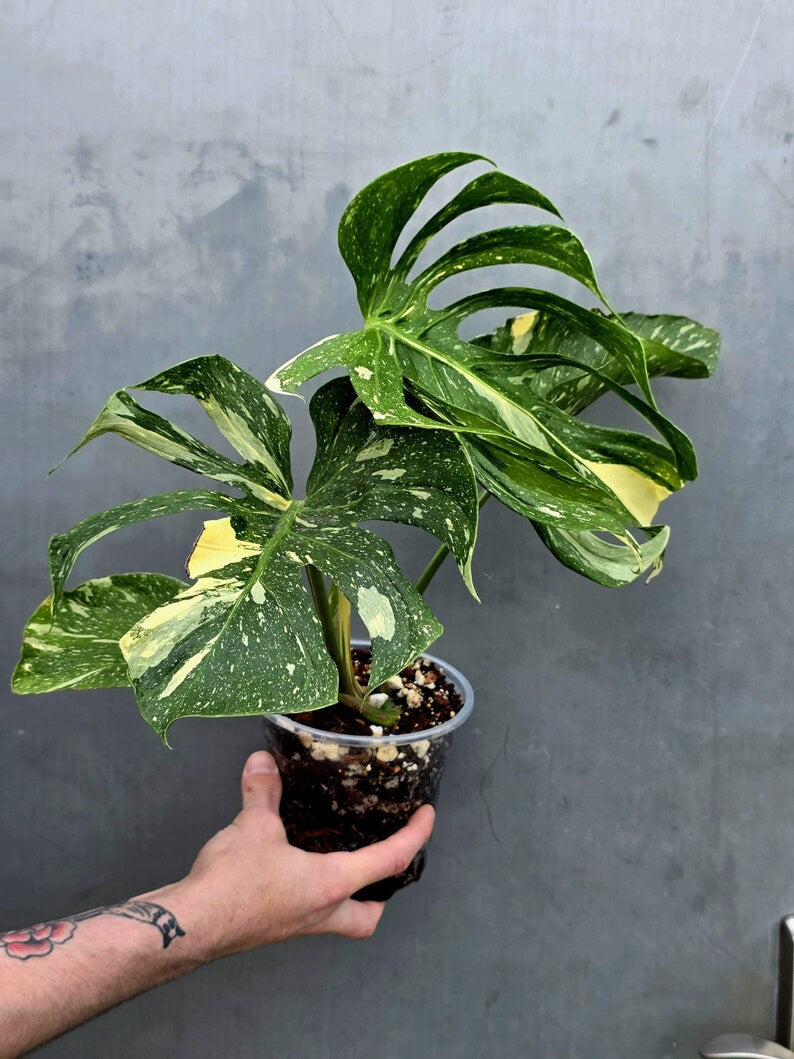 Monstera Deliciosa Medusa Variegated - Rare Exact Plant (17-19)