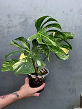 Monstera Deliciosa Medusa Variegated - Rare Exact Plant (17-19)