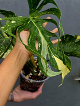Monstera Deliciosa Medusa Variegated - Rare Exact Plant (17-19)