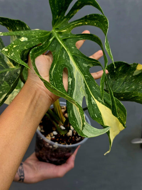 Monstera Deliciosa Medusa Variegated - Rare Exact Plant (17-19)