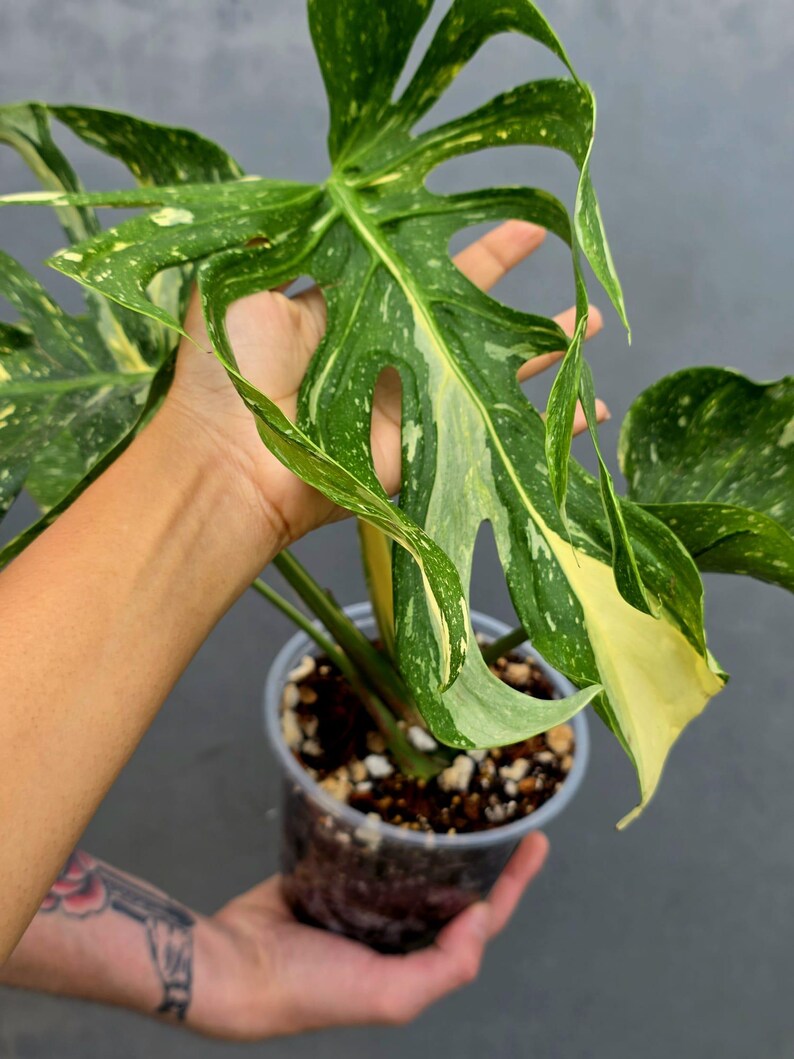 Monstera Deliciosa Medusa Variegated - Rare Exact Plant (17-19)