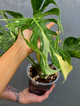Monstera Deliciosa Medusa Variegated - Rare Exact Plant (17-19)