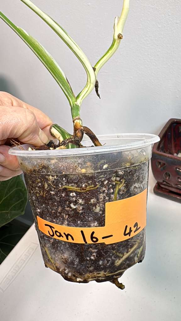 Variegated Monstera Albo EXACT Plant - Rare White Albo Baby Leaf Plant - US Seller