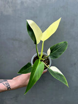 Variegated Philodendron Green Congo - Stunning White & Mint Variegation - (June-17-26)