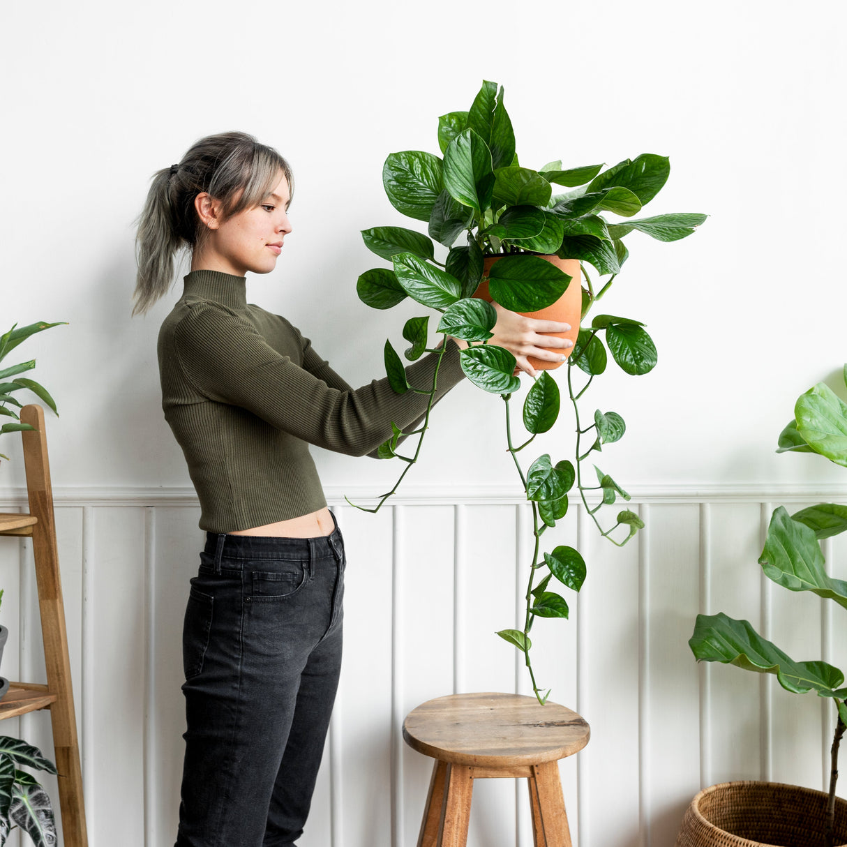 Golden Pothos in a 6" Pot - Easy Care Houseplant