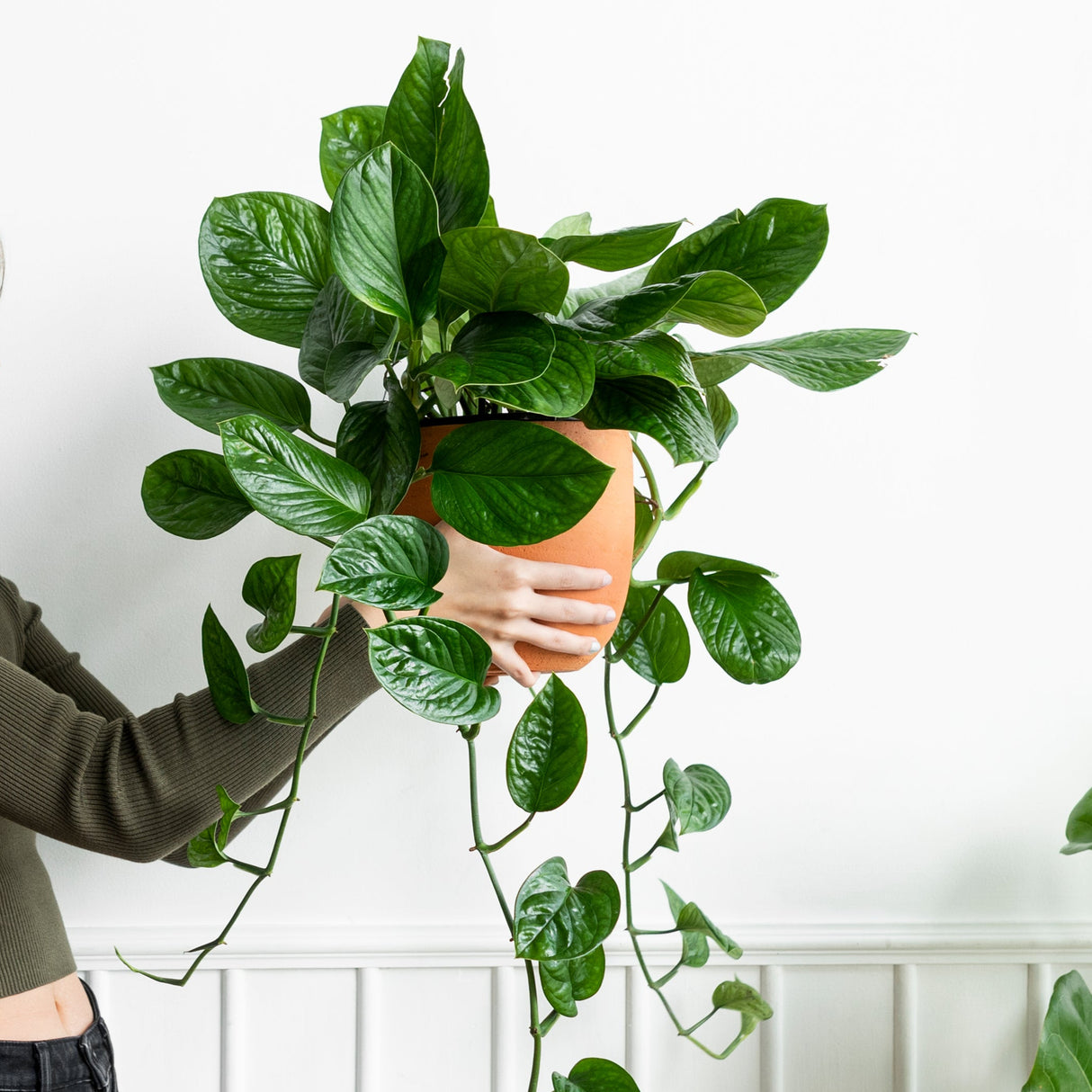 Golden Pothos in a 6" Pot - Easy Care Houseplant