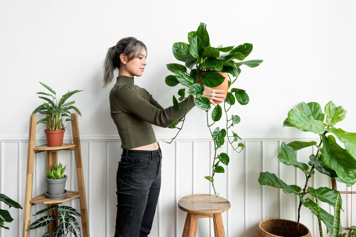 Golden Pothos in a 6" Pot - Easy Care Houseplant