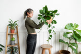 Golden Pothos in a 6" Pot - Easy Care Houseplant