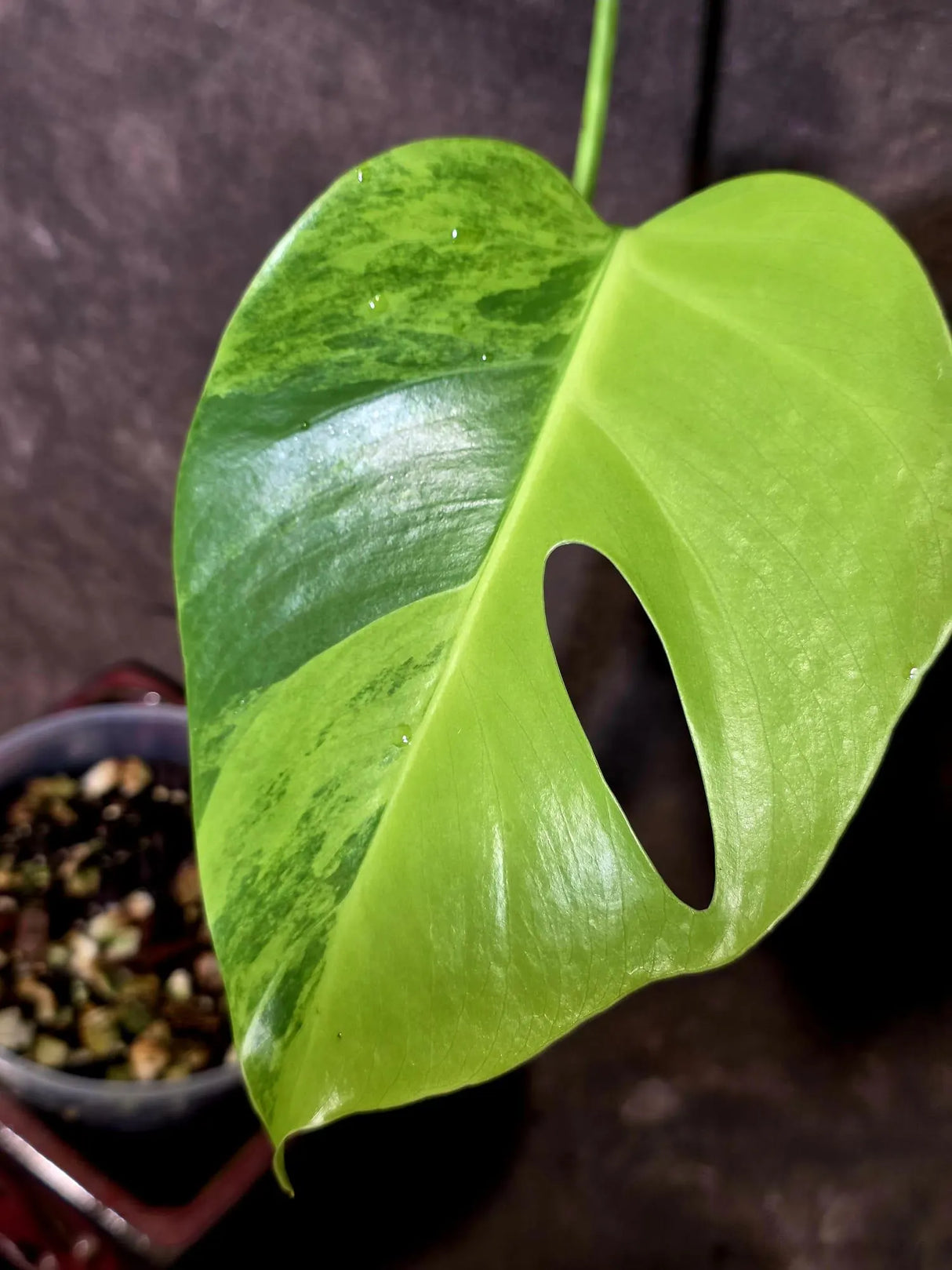 Monstera Aurea Variegated Borsigiana - Monstera Marmota - (June-5-68)