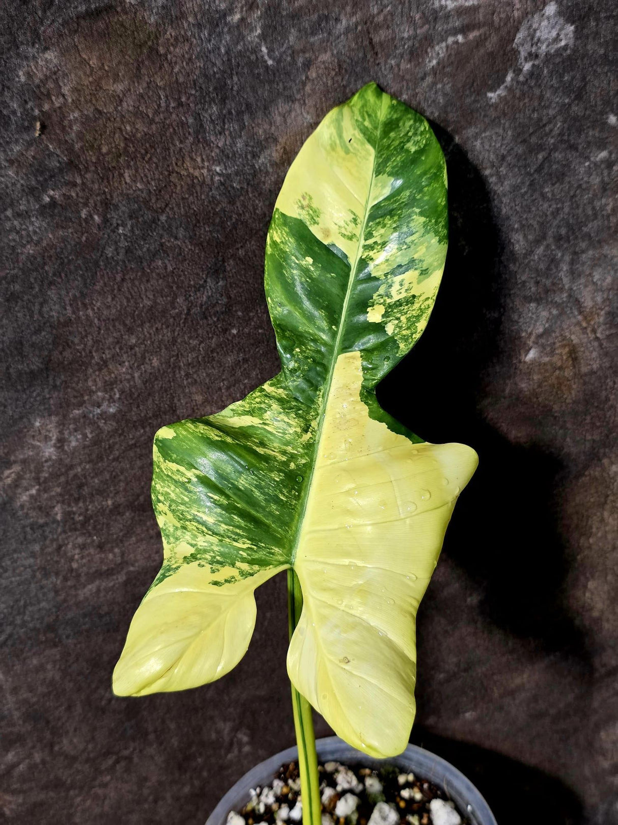 Reverted Philodendron Bipennifolium in a Nursery Pot - Collector's Aroid - (June-5-78)
