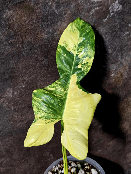 Reverted Philodendron Bipennifolium in a Nursery Pot - Collector's Aroid - (June-5-78)