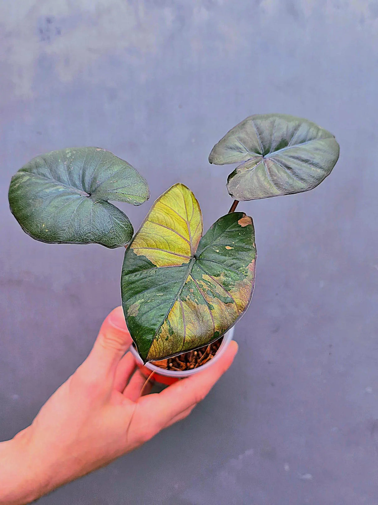 Alocasia Serendipity Pink Variegated - Super Rare Pink Variegated Alocasia (June-17-14)