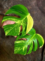 Monstera Borsigiana Aurea Variegated (Aug-25-30)