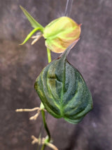 Variegated Philodendron Mican Aurea - Rare Collector Plant - (June-21-66)