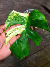 Monstera Borsigiana Aurea Variegated (Aug-25-29)
