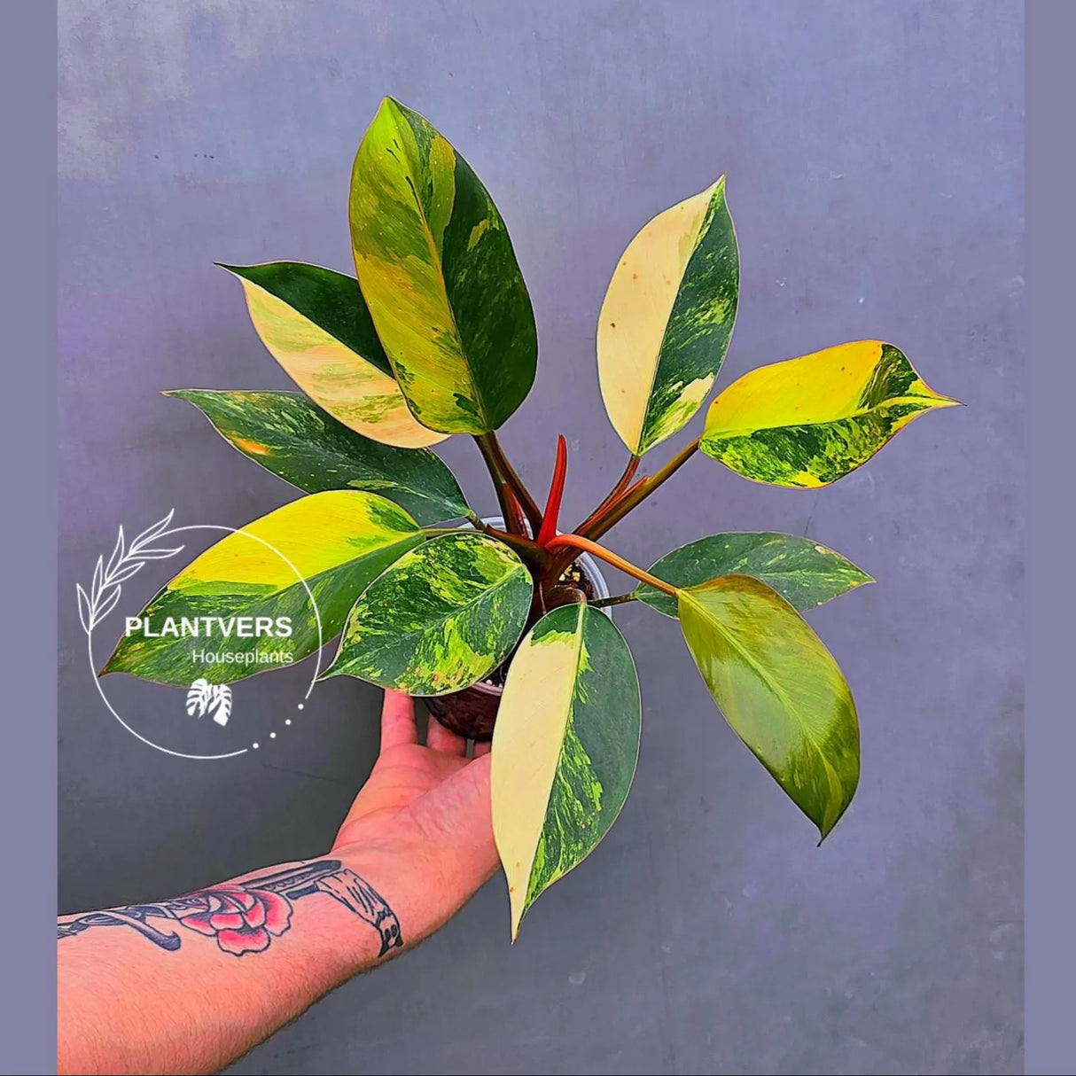 Variegated Philodendron Yellow Congo Live Plant - Super Rare Indoor - (June-17-27)