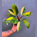 Variegated Philodendron Yellow Congo Live Plant - Super Rare Indoor - (June-17-27)