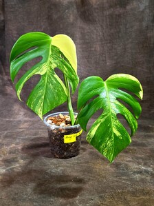Monstera Borsigiana Aurea Variegated (Aug-25-30)