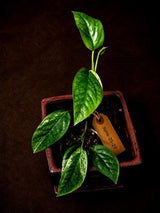 Epipremnum Pinnatum Albo Variegated - Climbing Aroid - (June-25-27)