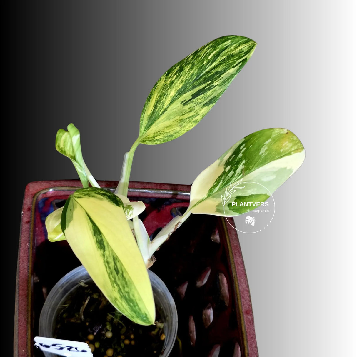 Variegated Monstera Standleyana Aurea - Tropical Houseplant - (6-5-26)